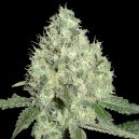 91 KRYPT - Limited Collection - Pack 6 Seeds - DNA Genetics