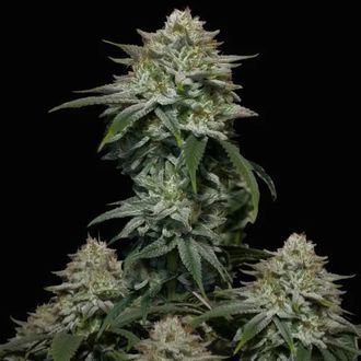 Gorilla Cookies Fast Version