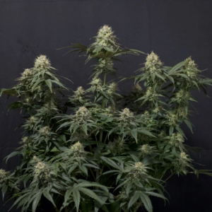 tropicana cookies ff