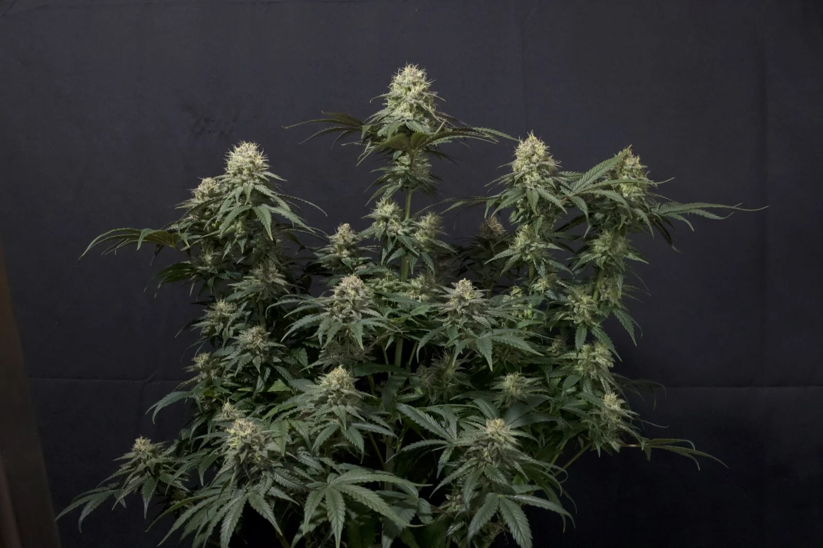 tropicana cookies ff