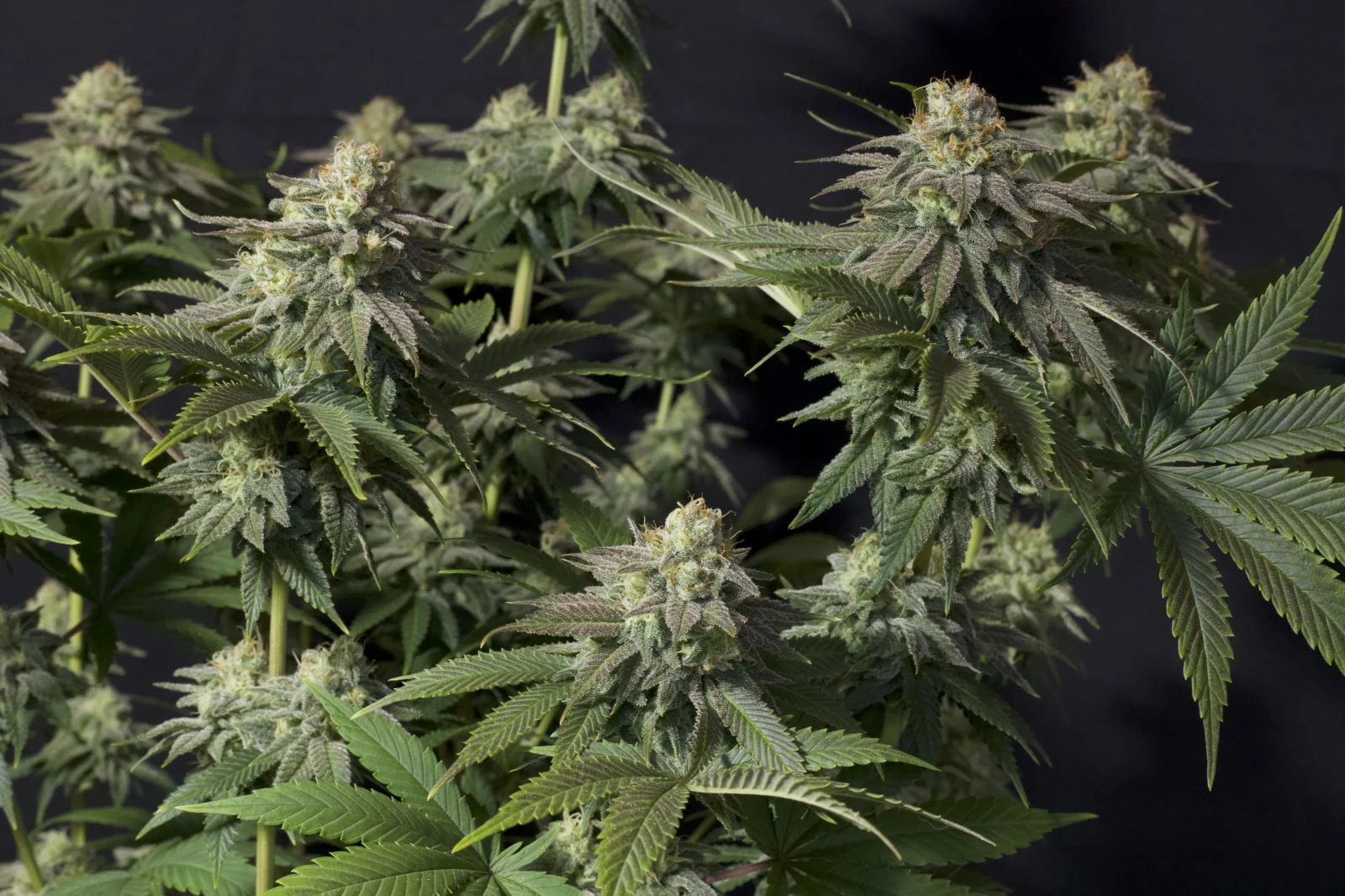 orange sherbet ff