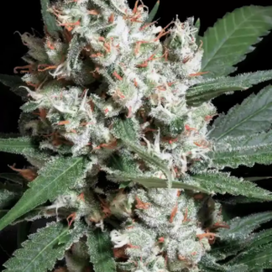 L.A Amnesia - Paradise Seeds