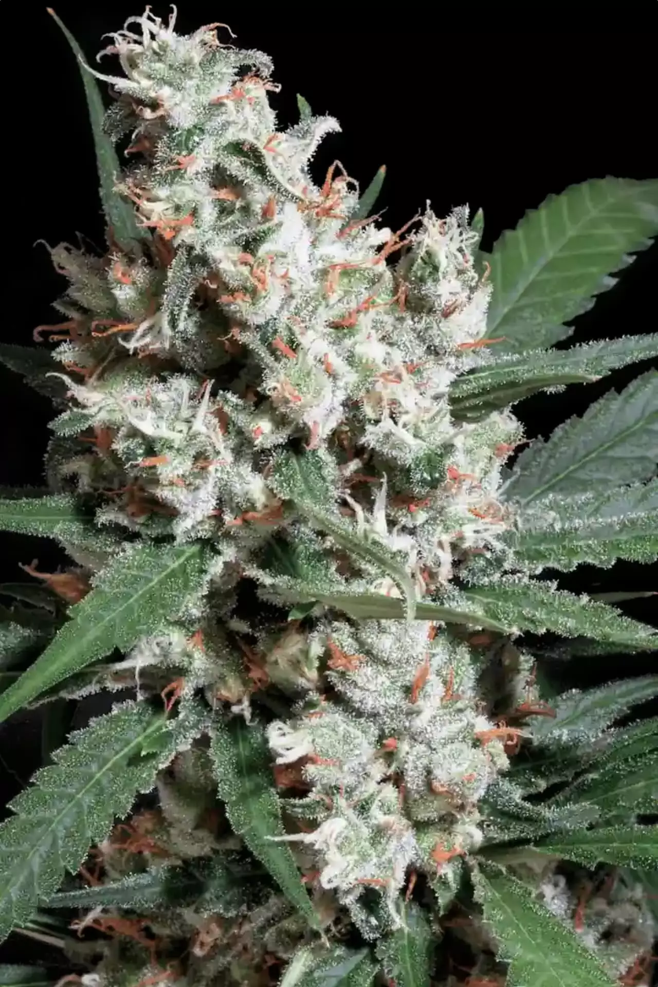 L.A Amnesia - Paradise Seeds