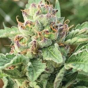 Apple Blossom - Humboltd Seed Company