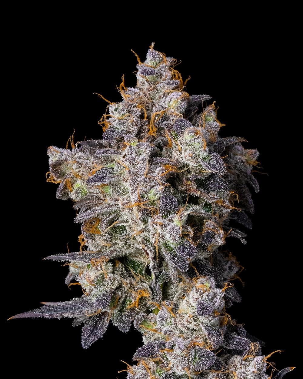 cherry zelato cookies