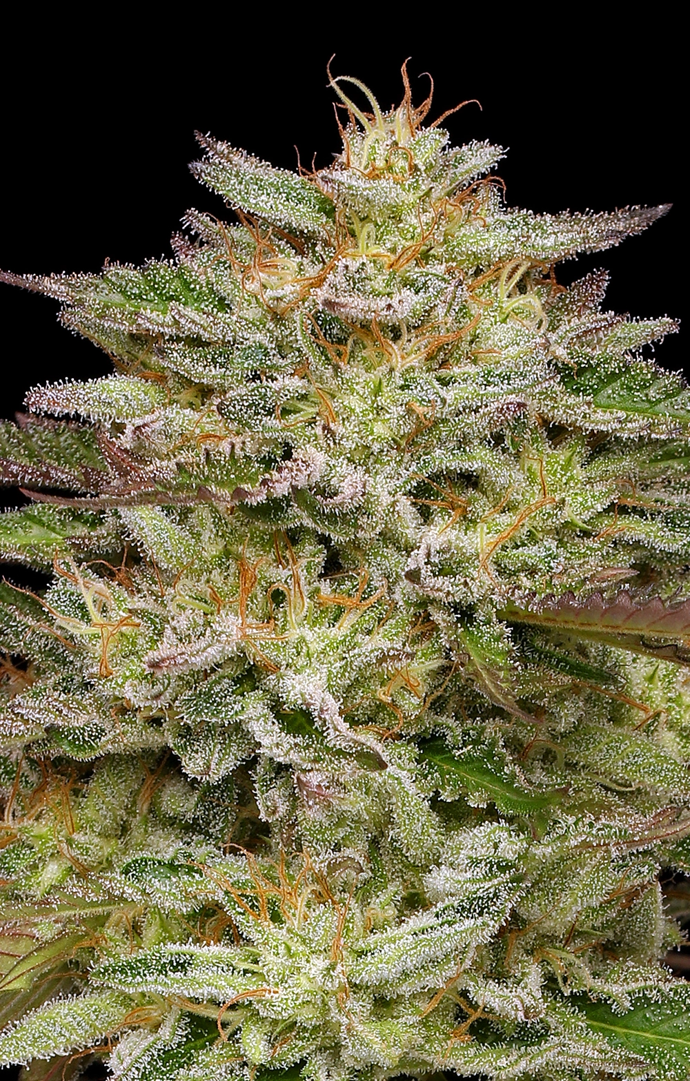 Golden Sands - Humboltd Seed Company