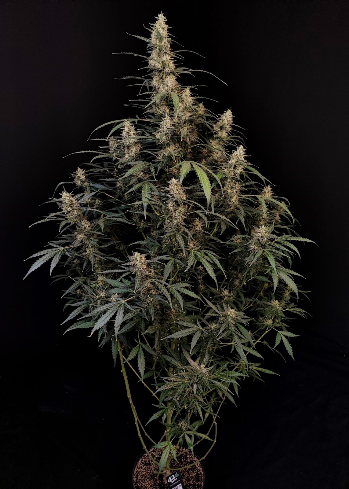 Original Amnesia Haze Auto - FastBuds 420 - immagine 4