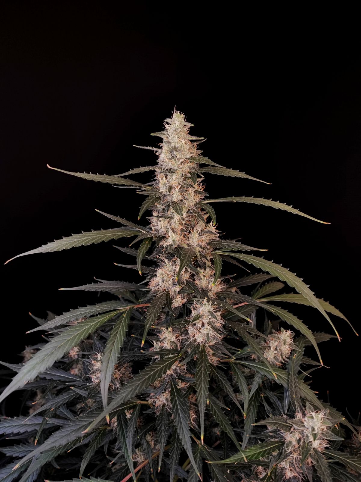 Original Amnesia Haze Auto - FastBuds 420 - immagine 2