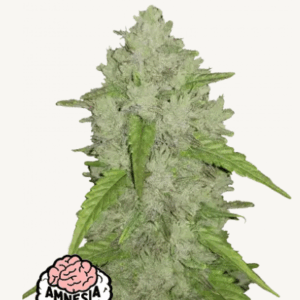original auto amnesia haze