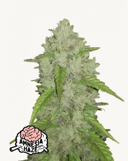 original auto amnesia haze
