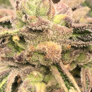 apple fritter s1 elev8
