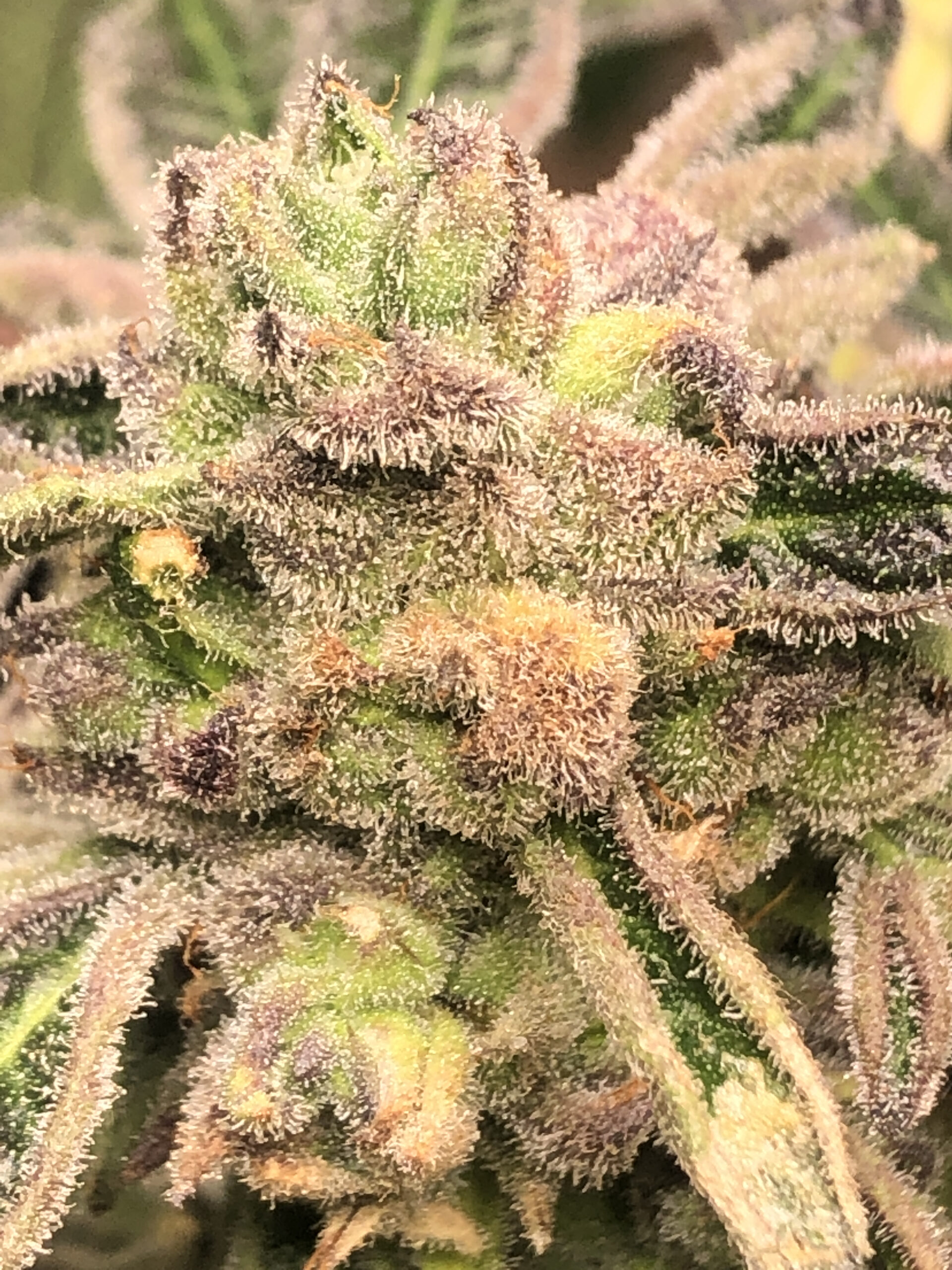 apple fritter s1 elev8