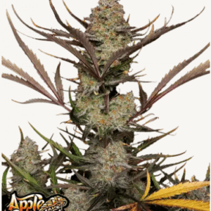 apple strudel auto fastbuds