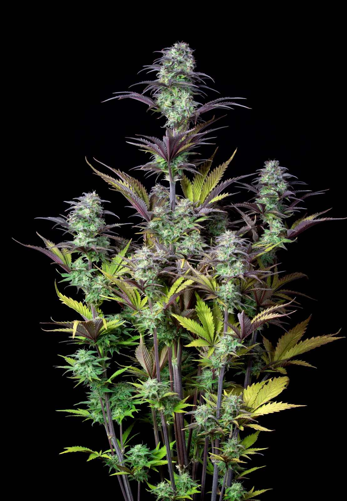 Blueberry Auto - Fast Buds - immagine 2