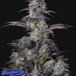 Original Blueberry Auto Fastbuds