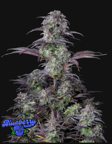 Original Blueberry Auto Fastbuds