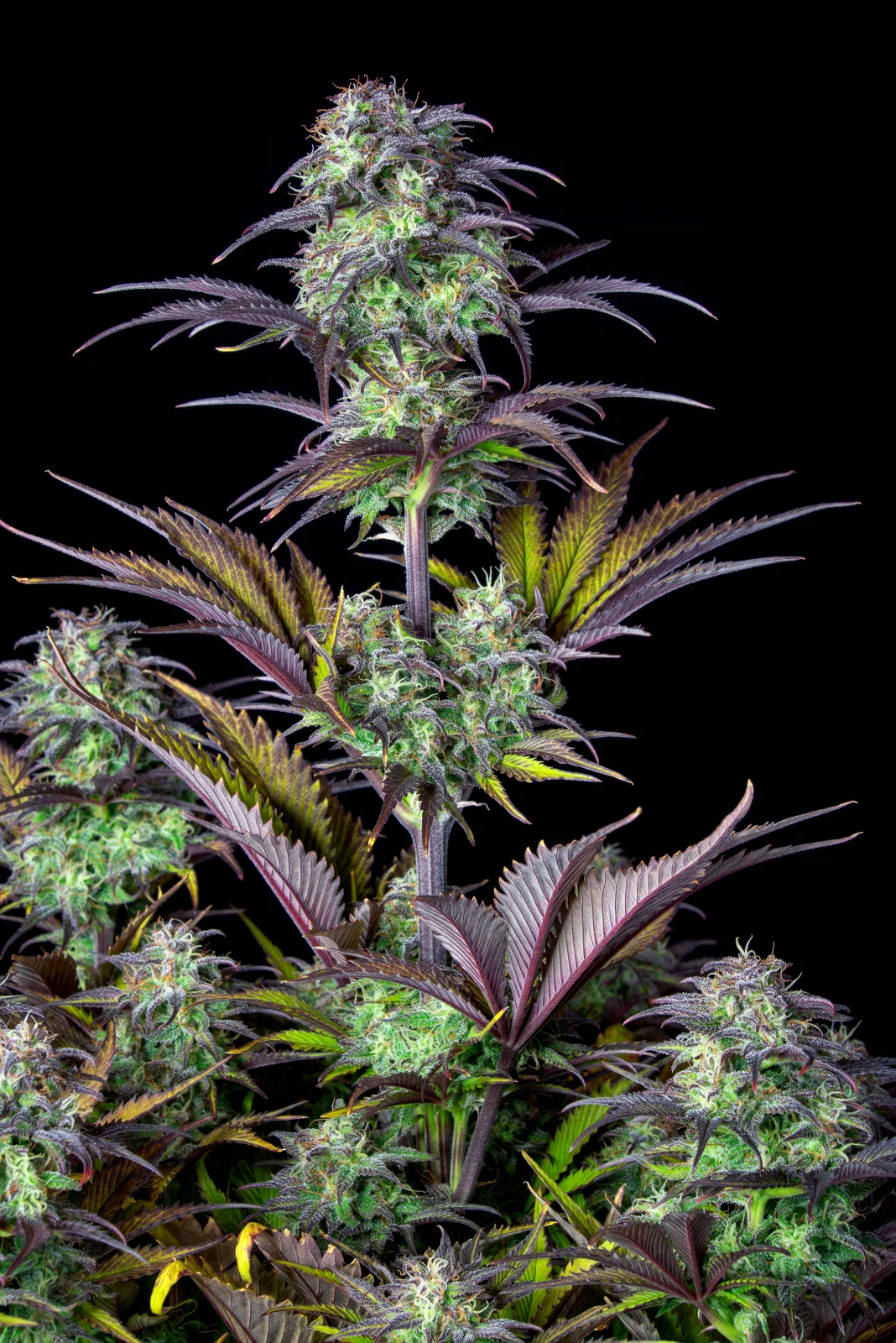 Blueberry Auto - Fast Buds - immagine 4