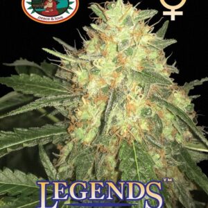 legends gold big buddha