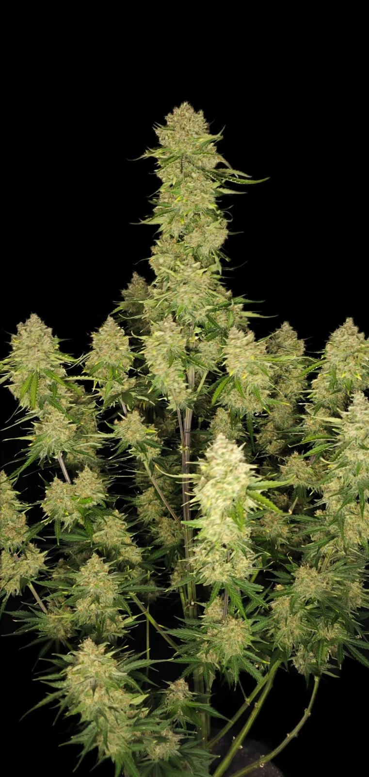 Guava Auto - FastBud420 - immagine 3