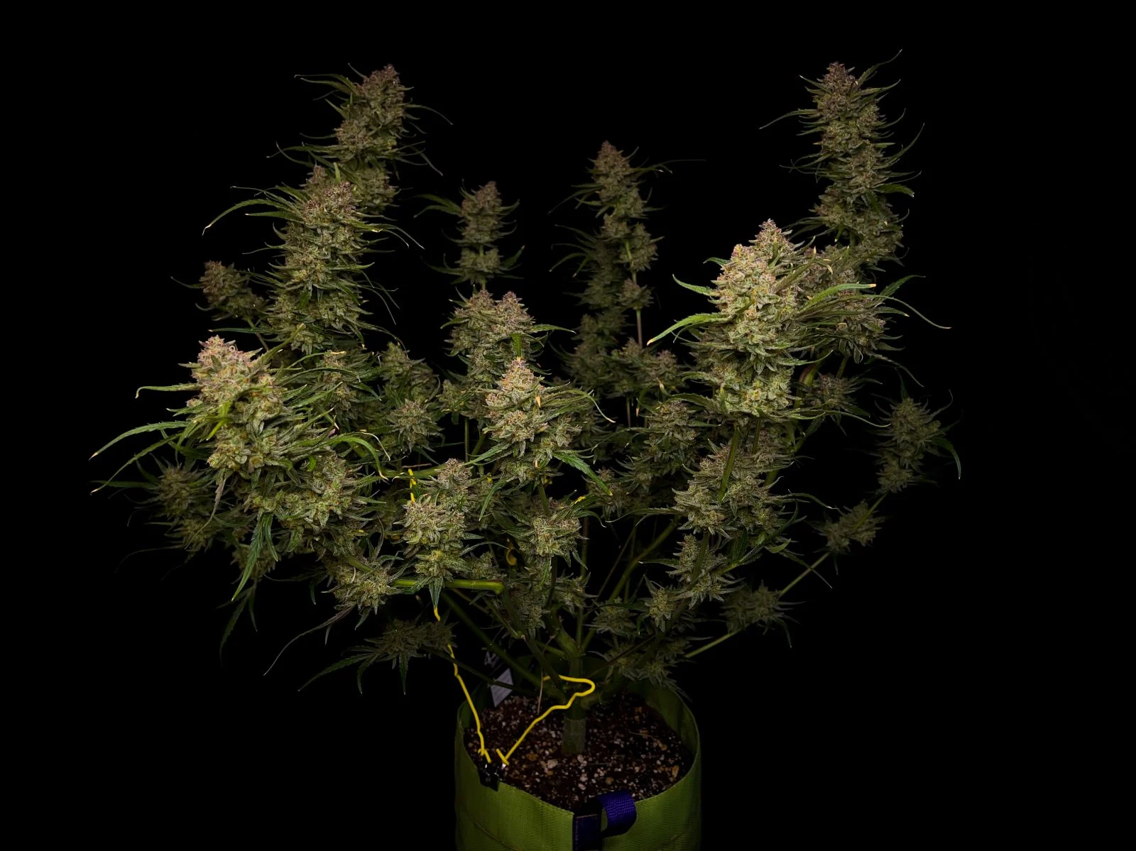Guava Auto - FastBud420 - immagine 2