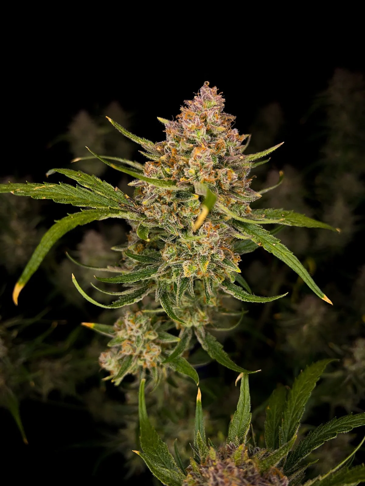 Guava Auto - FastBud420 - immagine 4