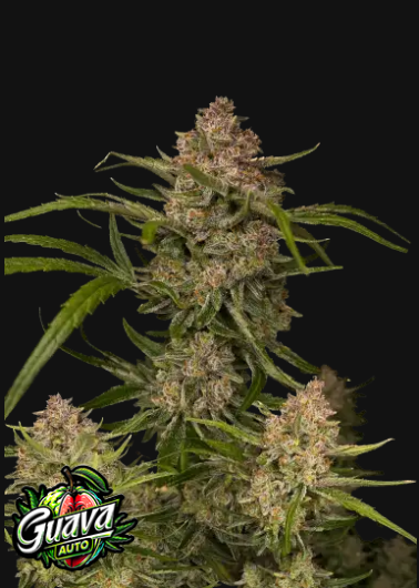 semi guava auto fastbuds