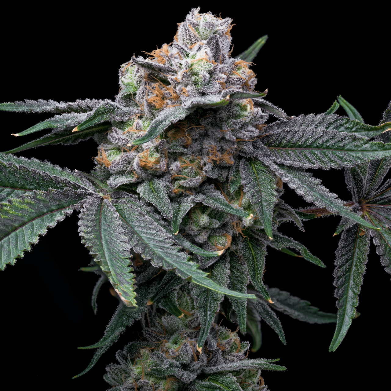 Mango X Hollywood - Pack 6 Semi - Cookies - immagine 3