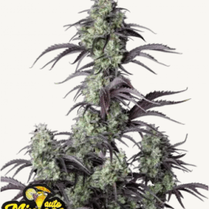 mimosa cake auto fastbuds