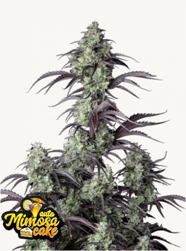 mimosa cake auto fastbuds