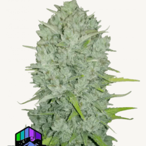 northern lights auto fastbuds