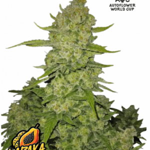 papaya cookies auto fastbuds