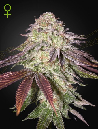 sugarlato auto green house