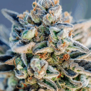 top gun auto atlas