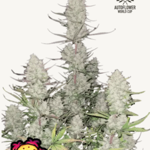 tropicana cookies auto fastBuds
