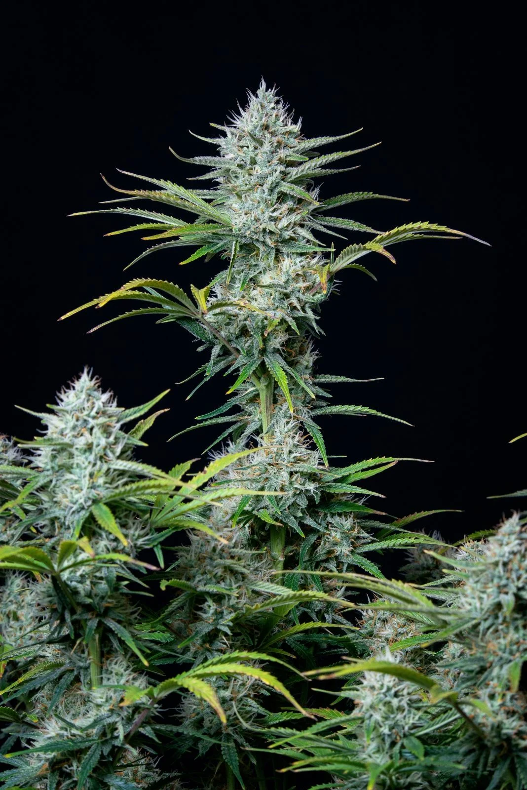White Widow Auto - FastBuds 420 - immagine 2