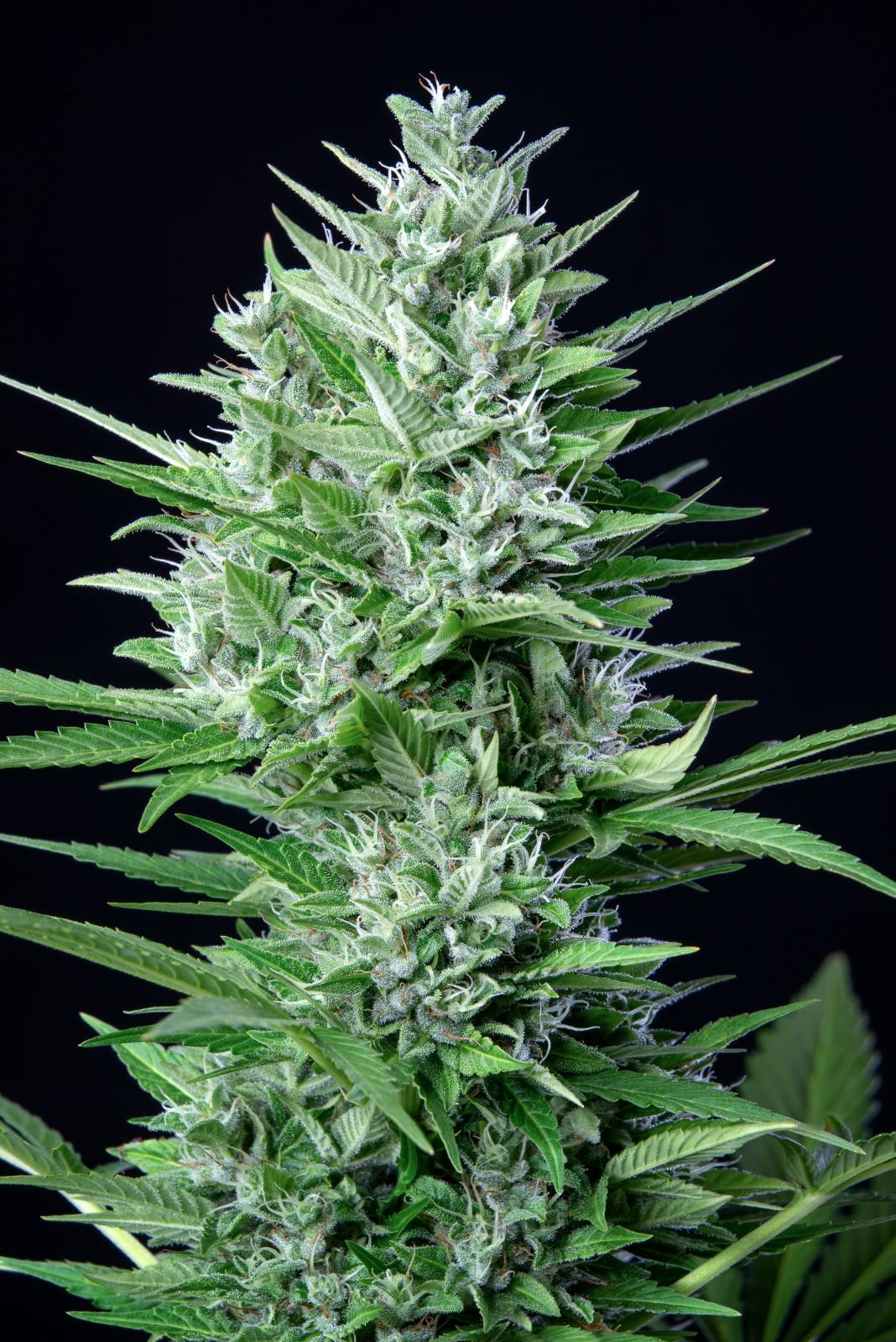 White Widow Auto - FastBuds 420 - immagine 3