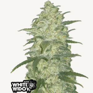 white widow auto fastbuds