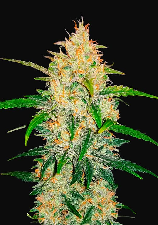 Zkittlez Auto Fastbuds