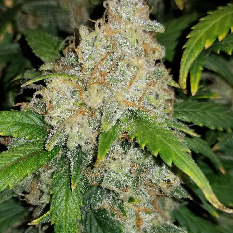 Zkittlez Auto - FastBuds - immagine 2