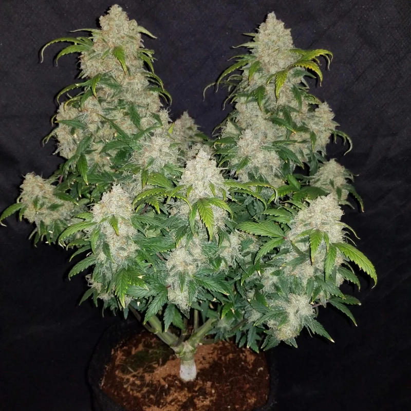 Zkittlez Auto - FastBuds - immagine 3