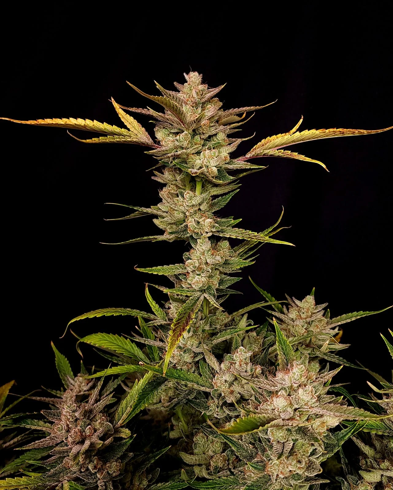 Ztrawberriez Auto - Fast buds - immagine 2