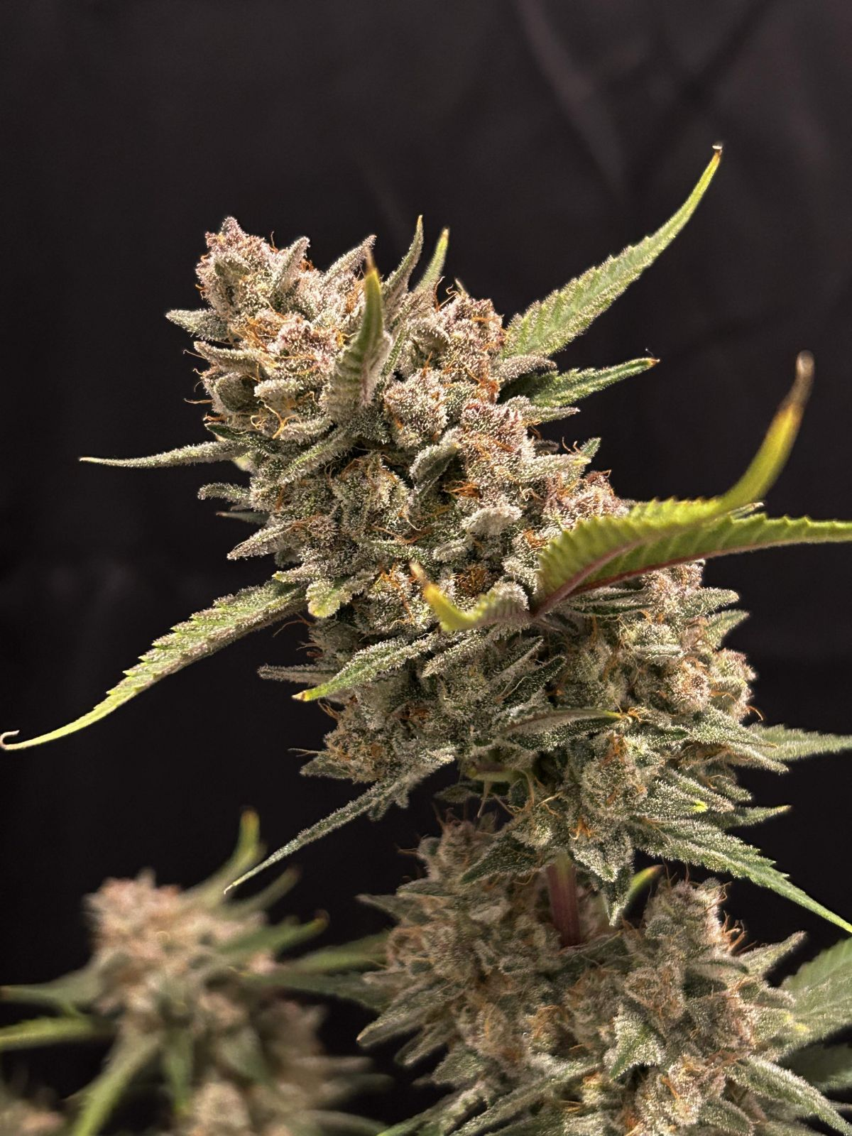 Ztrawberriez Auto - Fast buds - immagine 3
