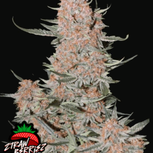 ztrawberriez auto fastbuds