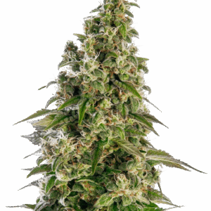 Afghani #1 Automatic semi