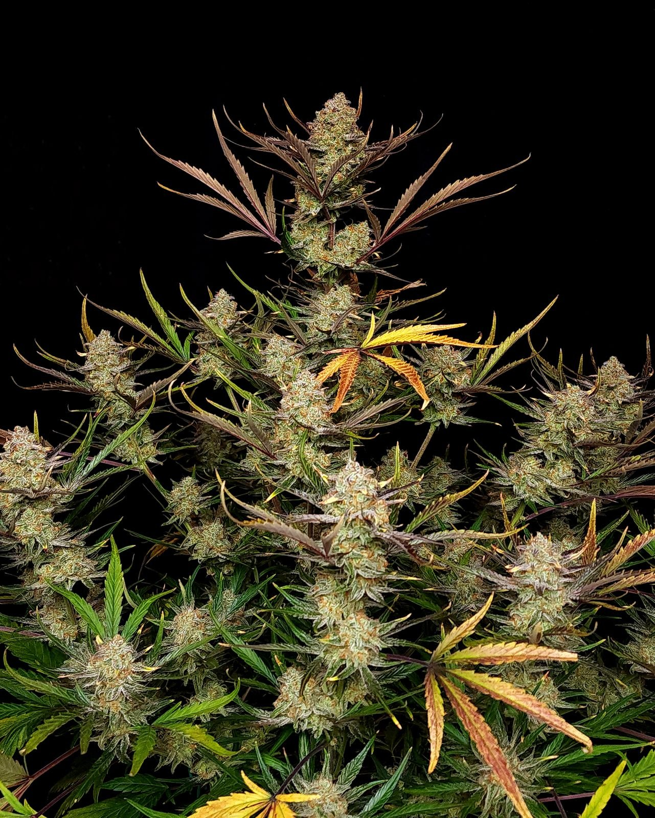 Apple Strudel Auto - FastBud420 - immagine 2