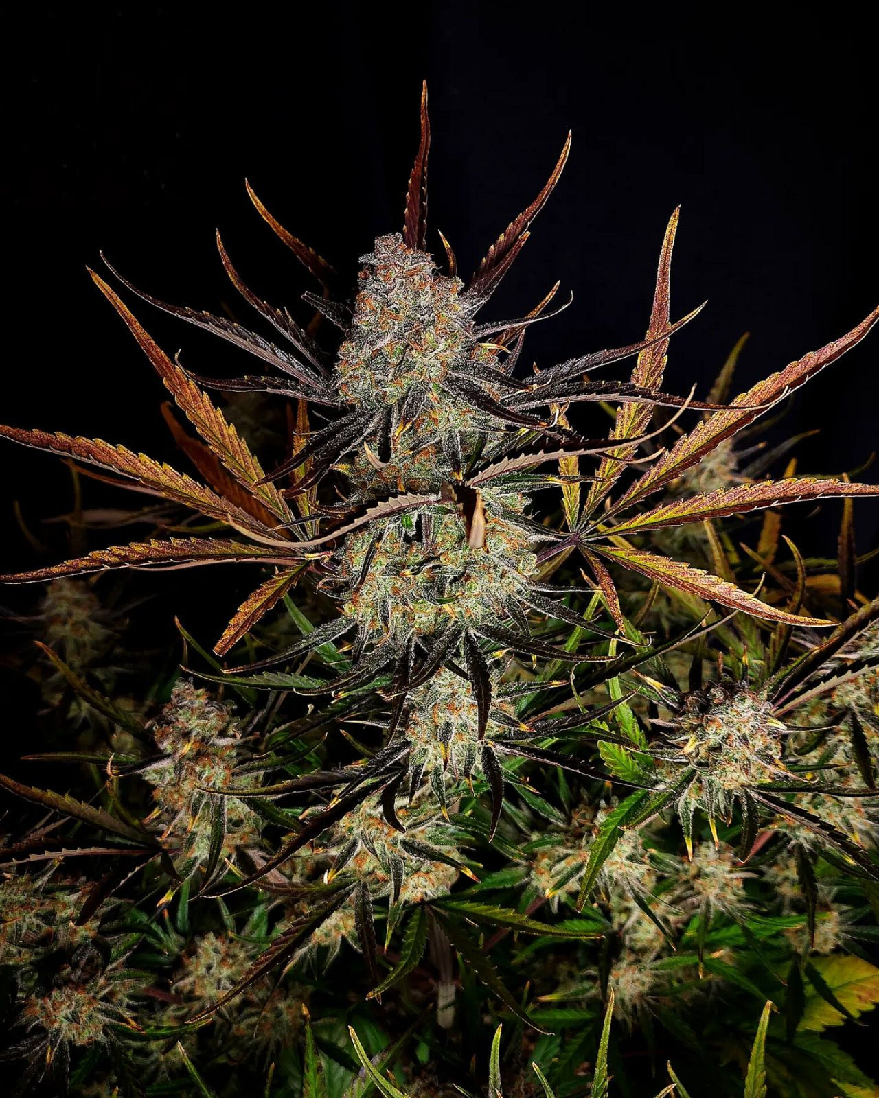 Apple Strudel Auto - FastBud420 - immagine 3