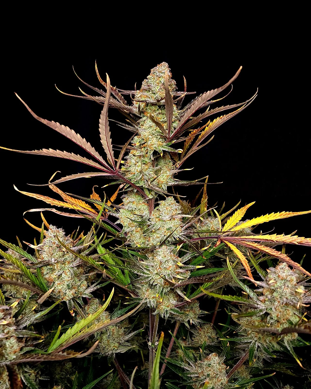Apple Strudel Auto - FastBud420 - immagine 4