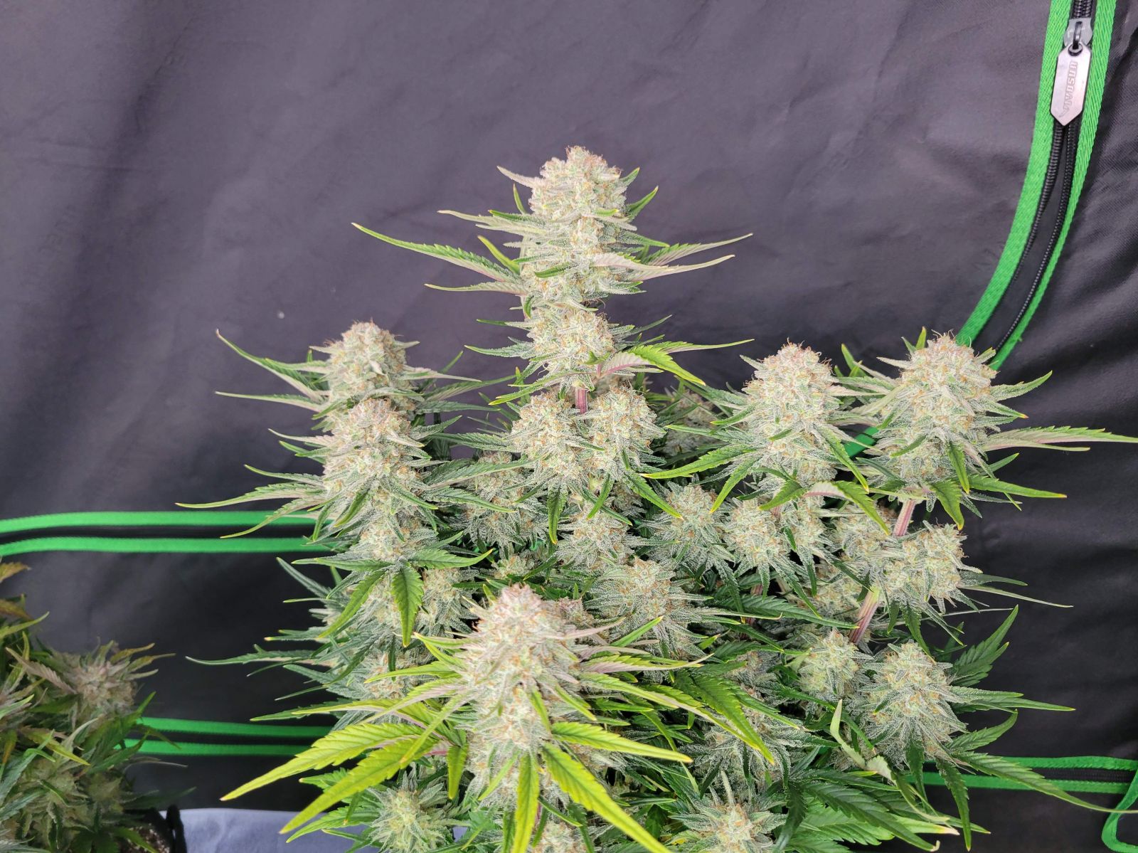 Apricot Auto - Fastbud420 - immagine 2