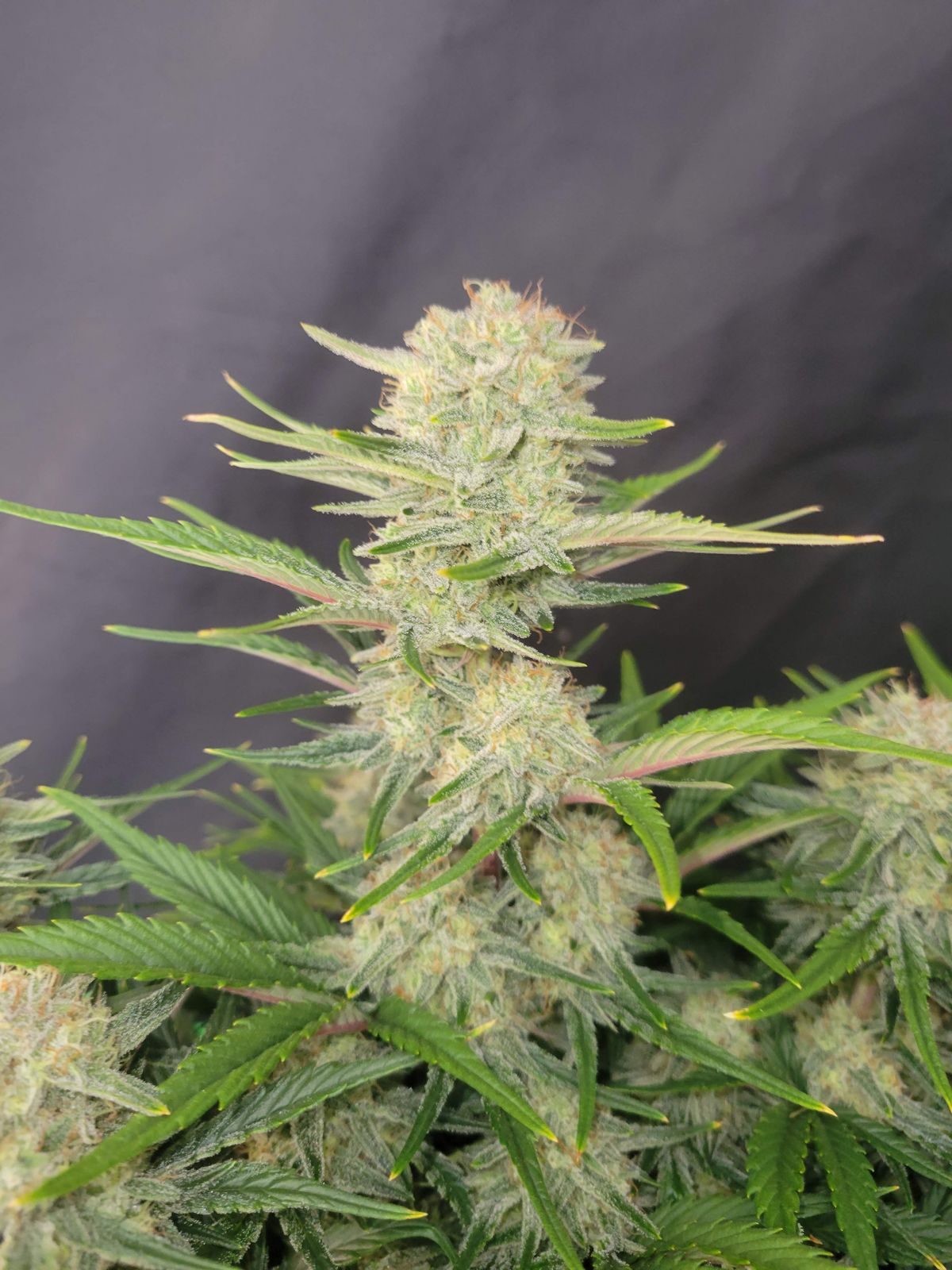 Apricot Auto - Fastbud420 - immagine 3