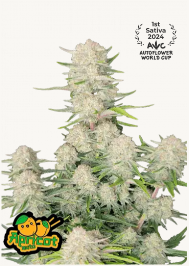 apricot auto fastbuds